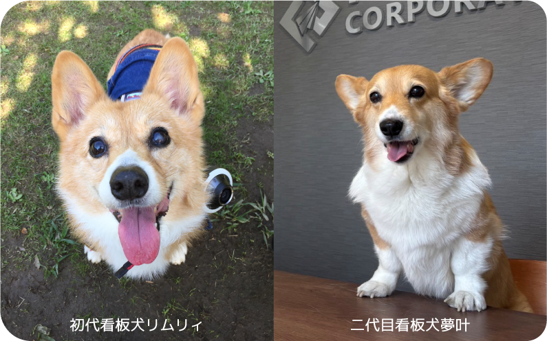 初代看板犬リムリィと二代目看板犬夢叶